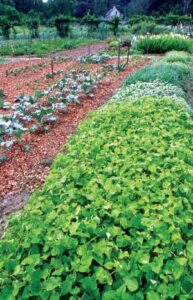 Build Better Garden Soil Image